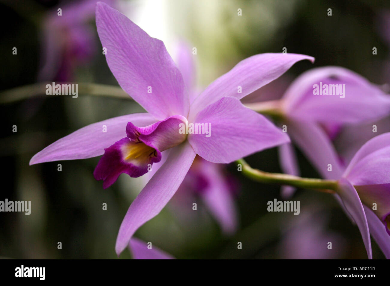 Close-up of a beautiful Laelia orchid flower Stock Photo