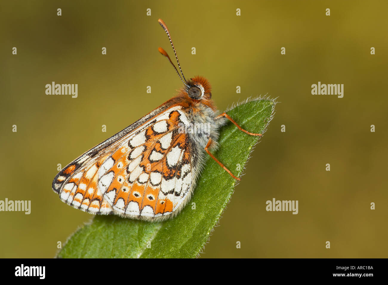 Marsh Fritillary Euphydryas aurinia at rest on leaf Stock Photo