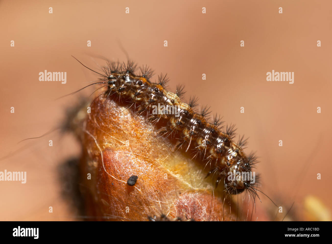 Black Arches Lymantria monacha larva on oak bud potton bedfordshire Stock Photo