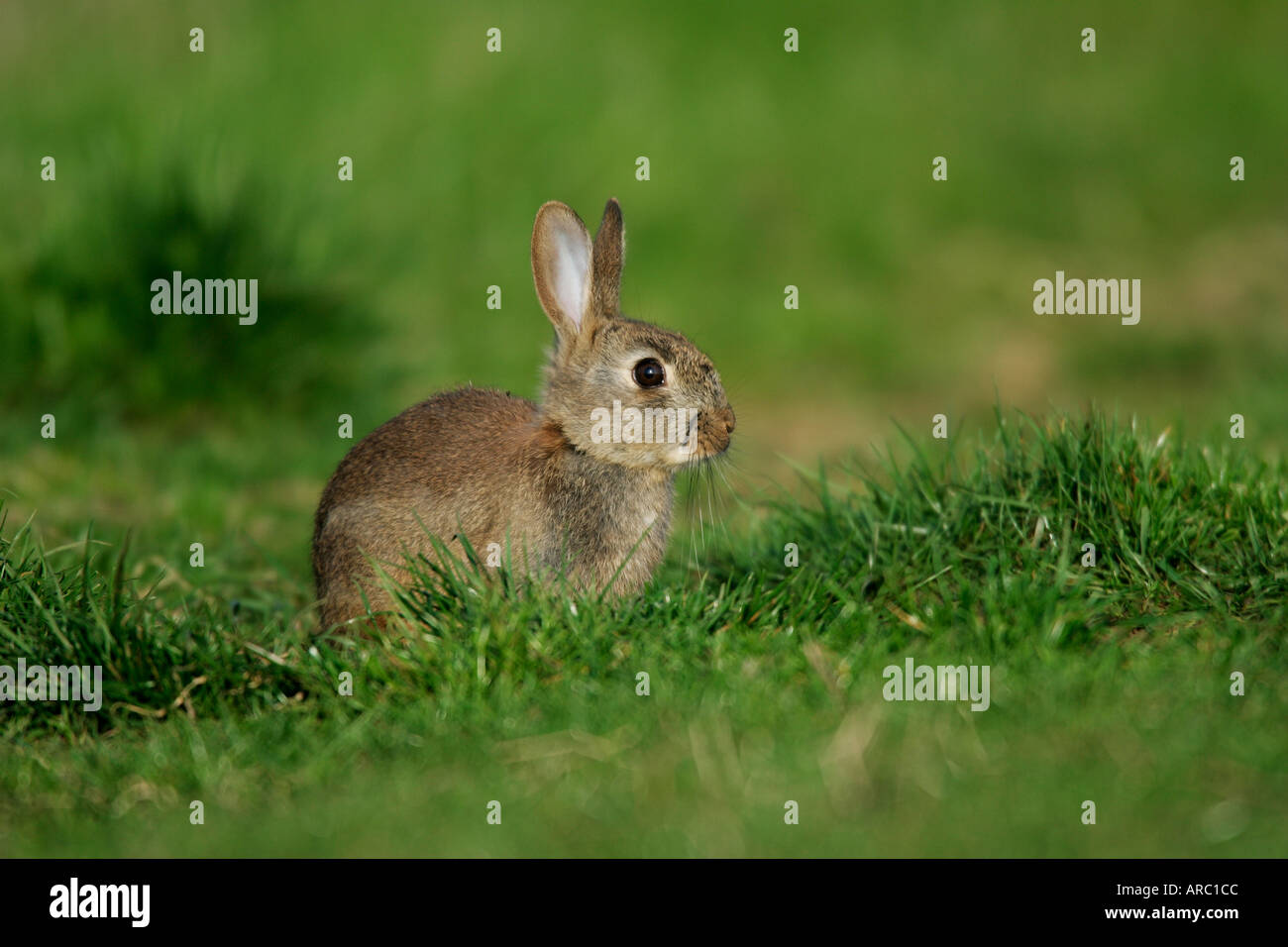 Young Rabbit Oryctolagus cuniculus at burrow entrance potton