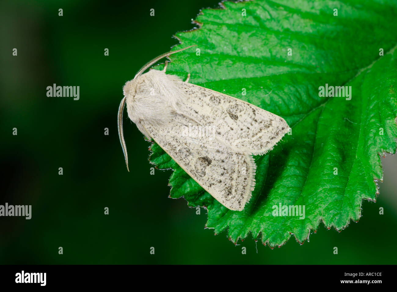 Powdered Quaker Orthosia gracilis at rest on bramble leaf potton bedfordshire Stock Photo