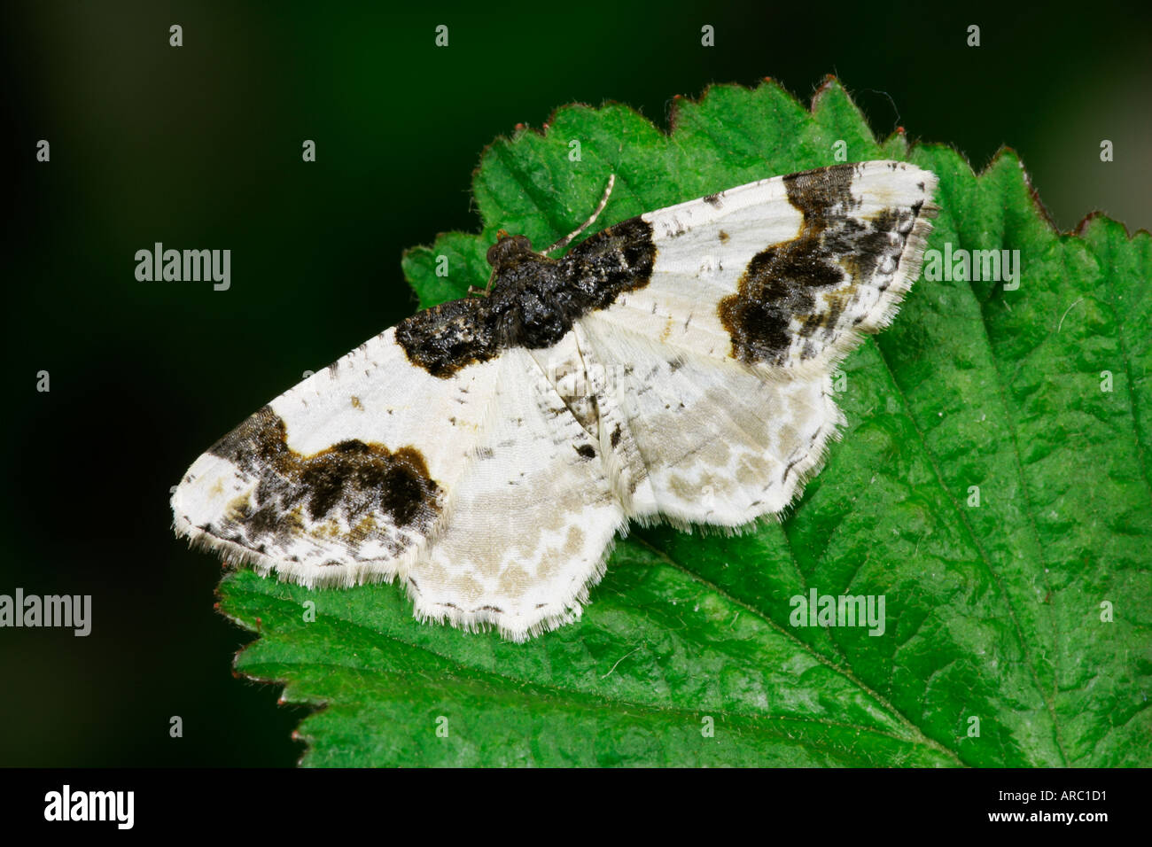 Scorched Carpet Ligdia adustata at rest on bramble leaf with wings open potton bedfordshire Stock Photo