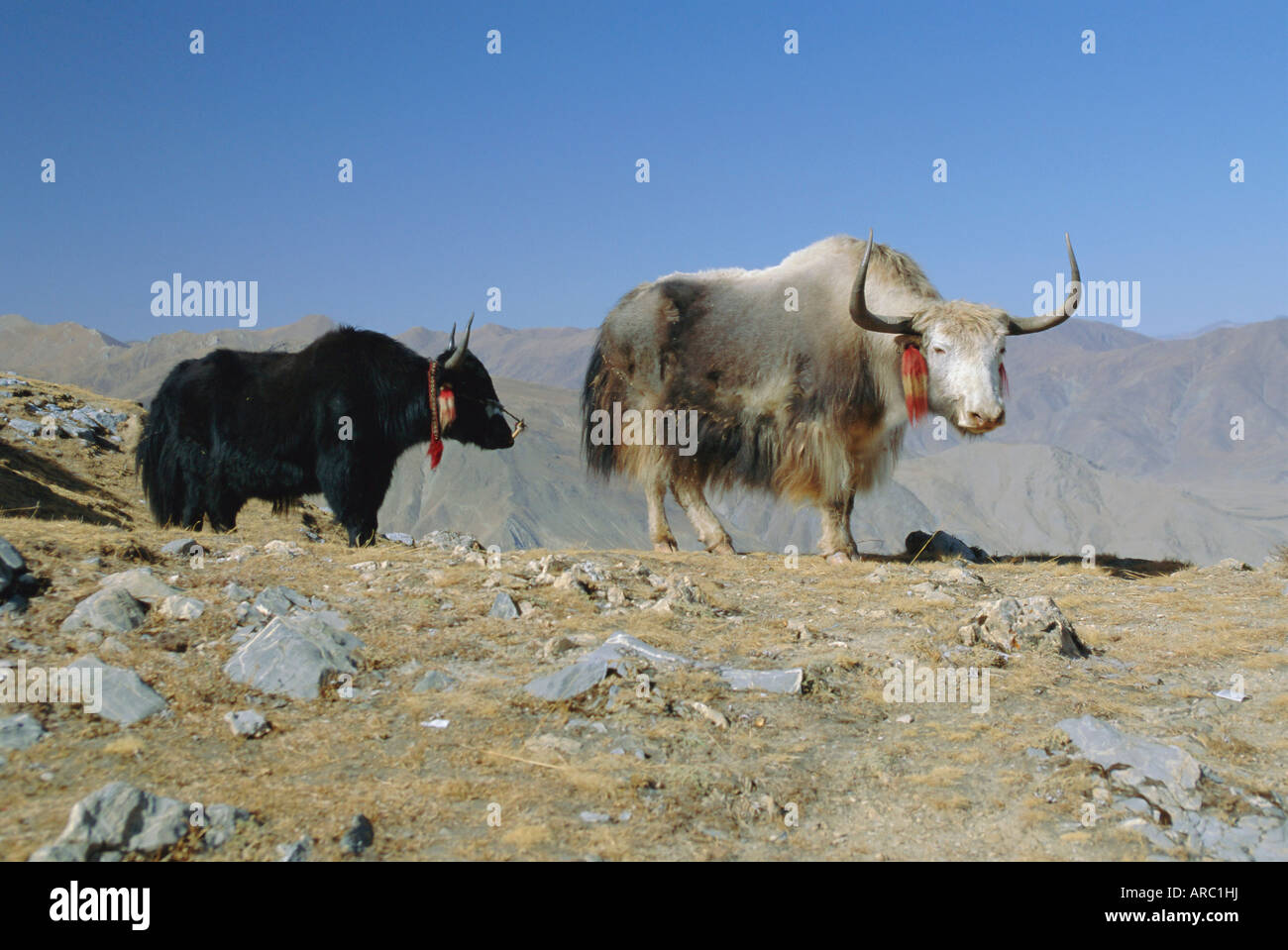 Two yaks in the mountains, Tibet, China Stock Photo