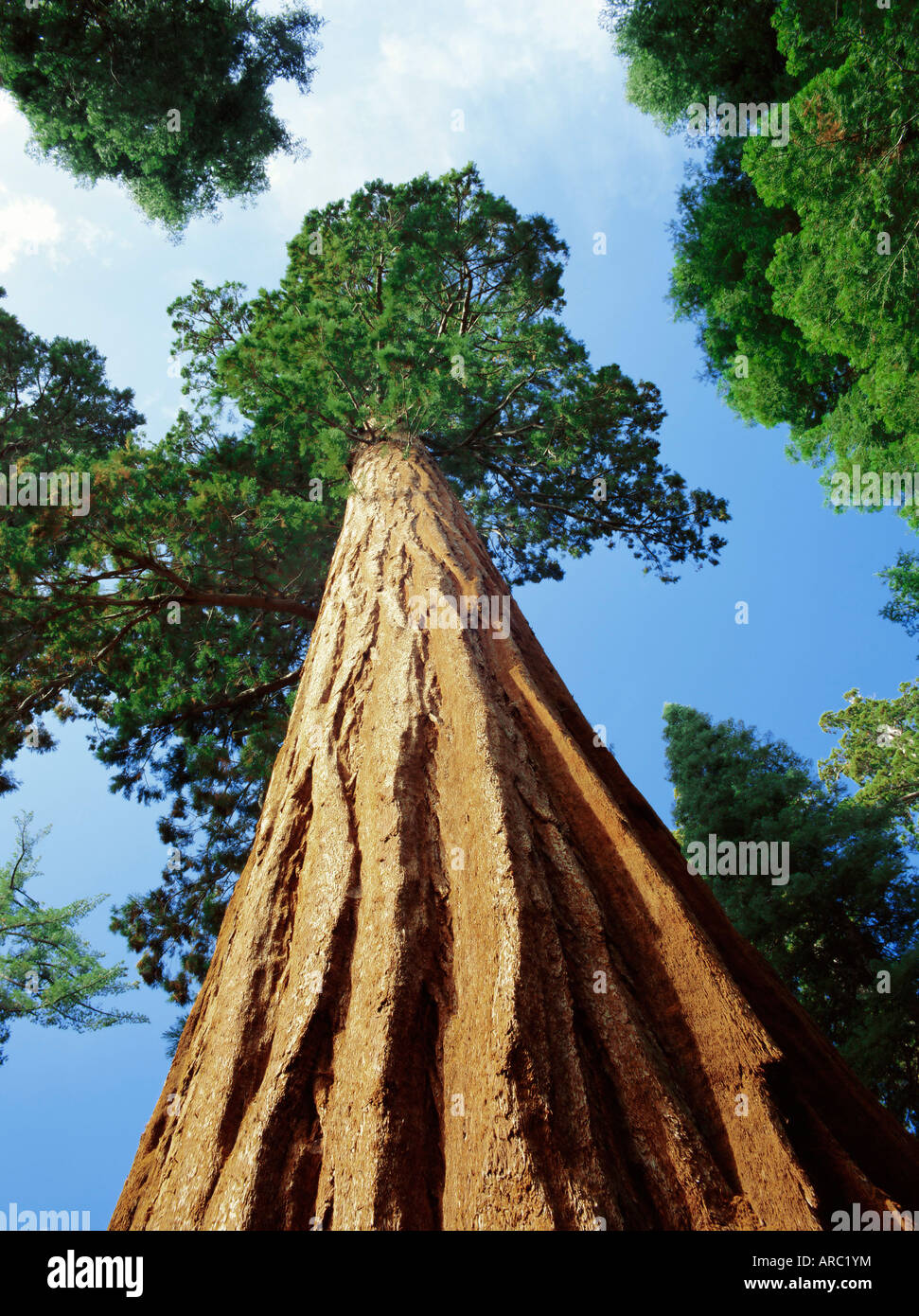 Mariposa Grove of Giant Sequoia Trees, Yosemite National Park