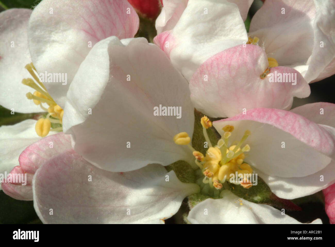 Closeup of Crab Apple Flowers in Full Bloom in a Cheshire Garden England United Kingdom UK Stock Photo