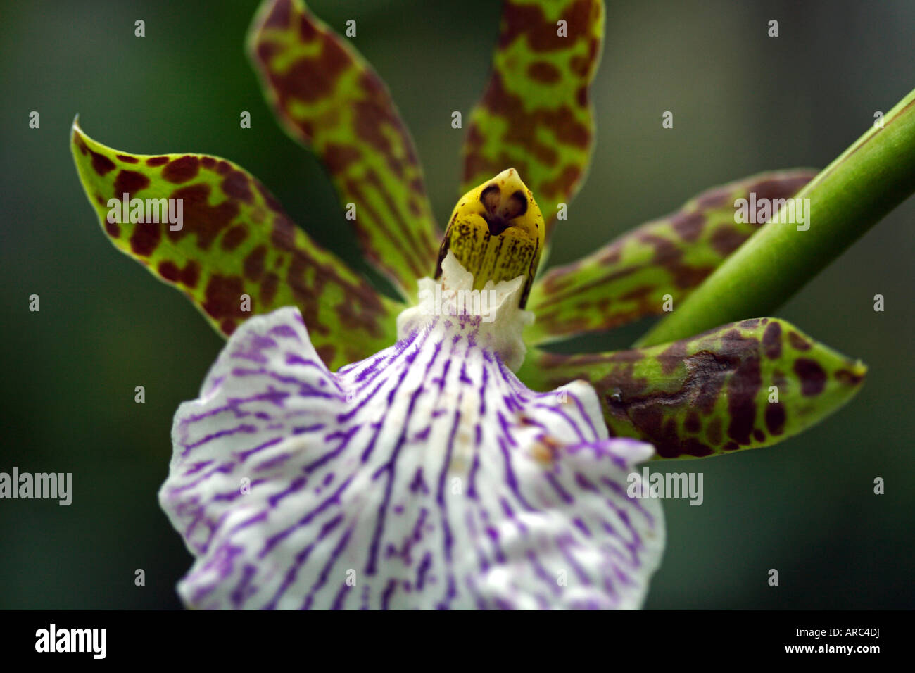 Close-up of a Zygopetalum orchid flower Stock Photo