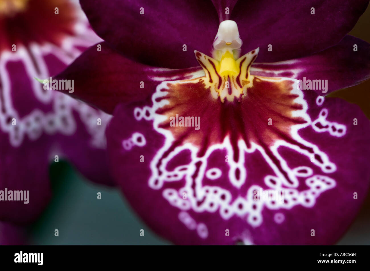 Pansy orchid Stock Photo