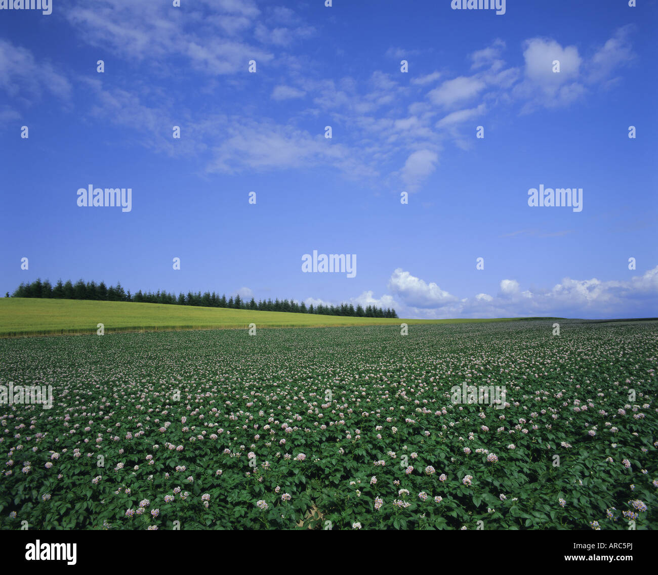 Hokkaido island farmland hires stock photography and images Alamy