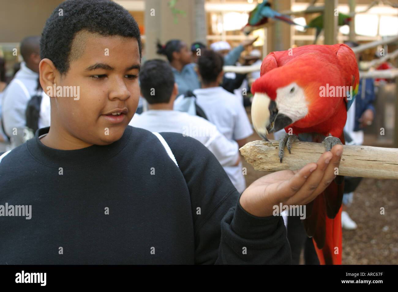 Miami Florida,Parrot Jungle,birds,feathers,flight,Drug Free Youth In Town,DFYIT club,anti addiction nonprofit organization,Drug Free Festival,festival Stock Photo