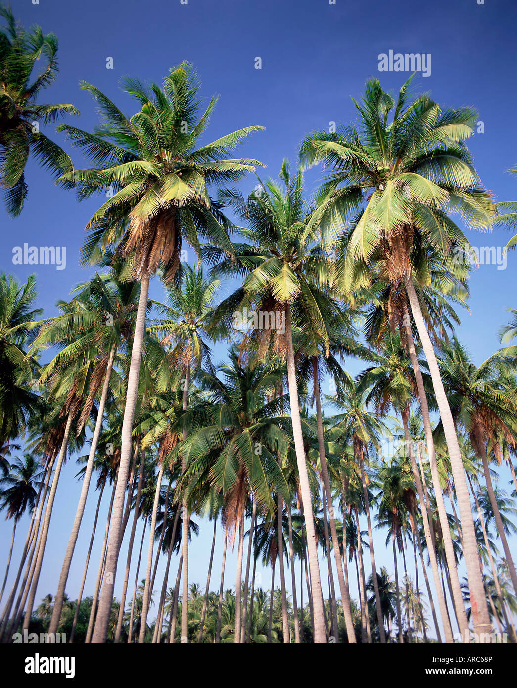 Coconut palms along the beach, Mui Ne beach, south-central coast, Vietnam, Indochina, Southeast Asia, Asia Stock Photo