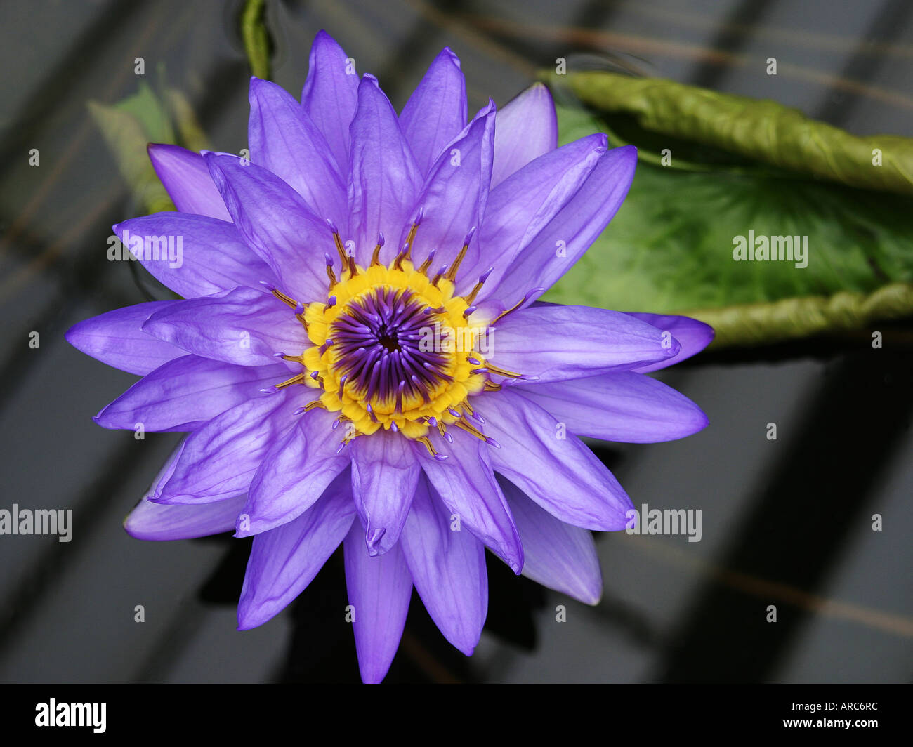 A Nymphaea water lily. Stock Photo