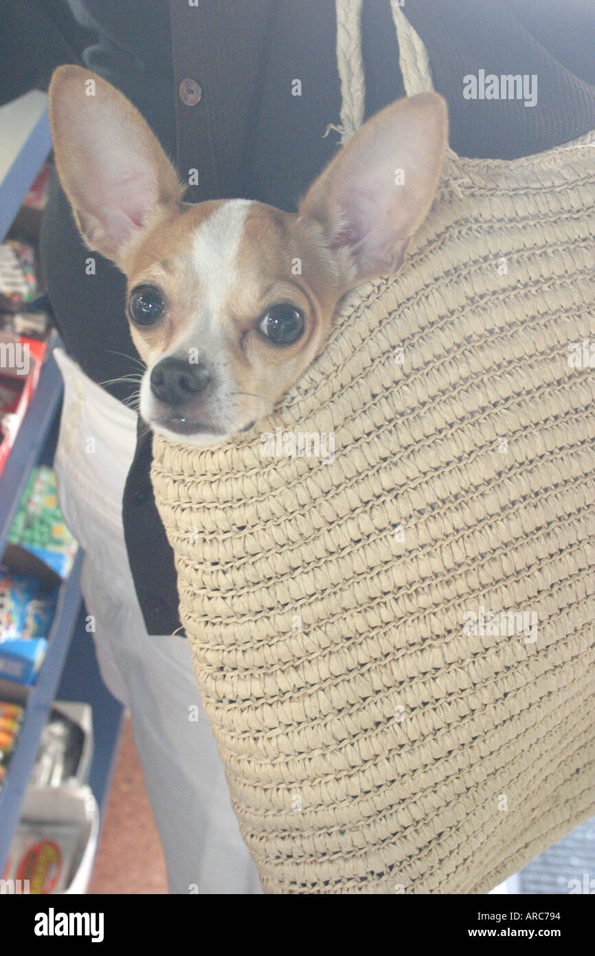 Miami Beach Florida,dog dogs,pet pets,canine,animal,pet pets,trust