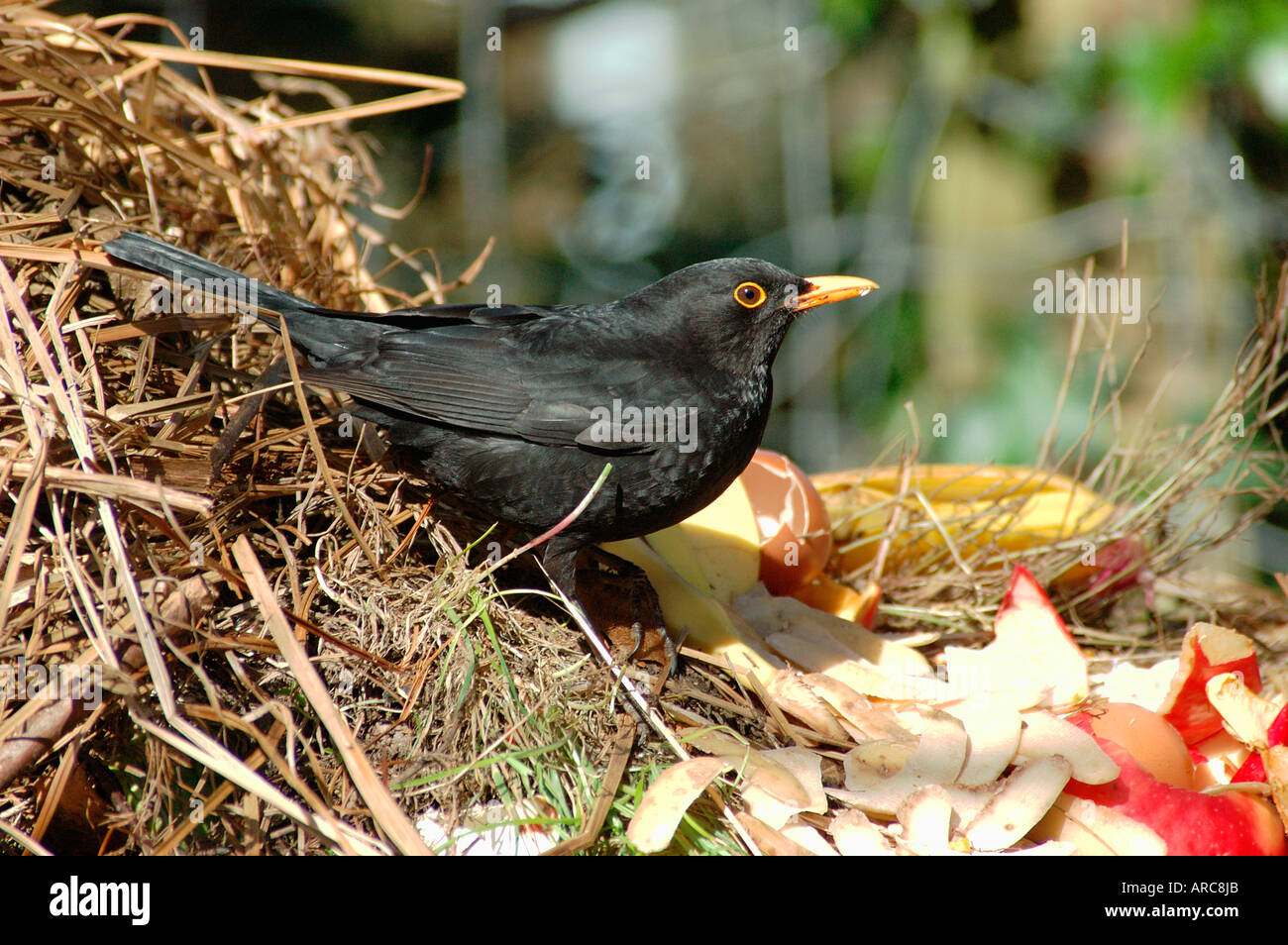 Blackbird Turdus merula Turdidae investigating a compost heap in a garden UK Stock Photo