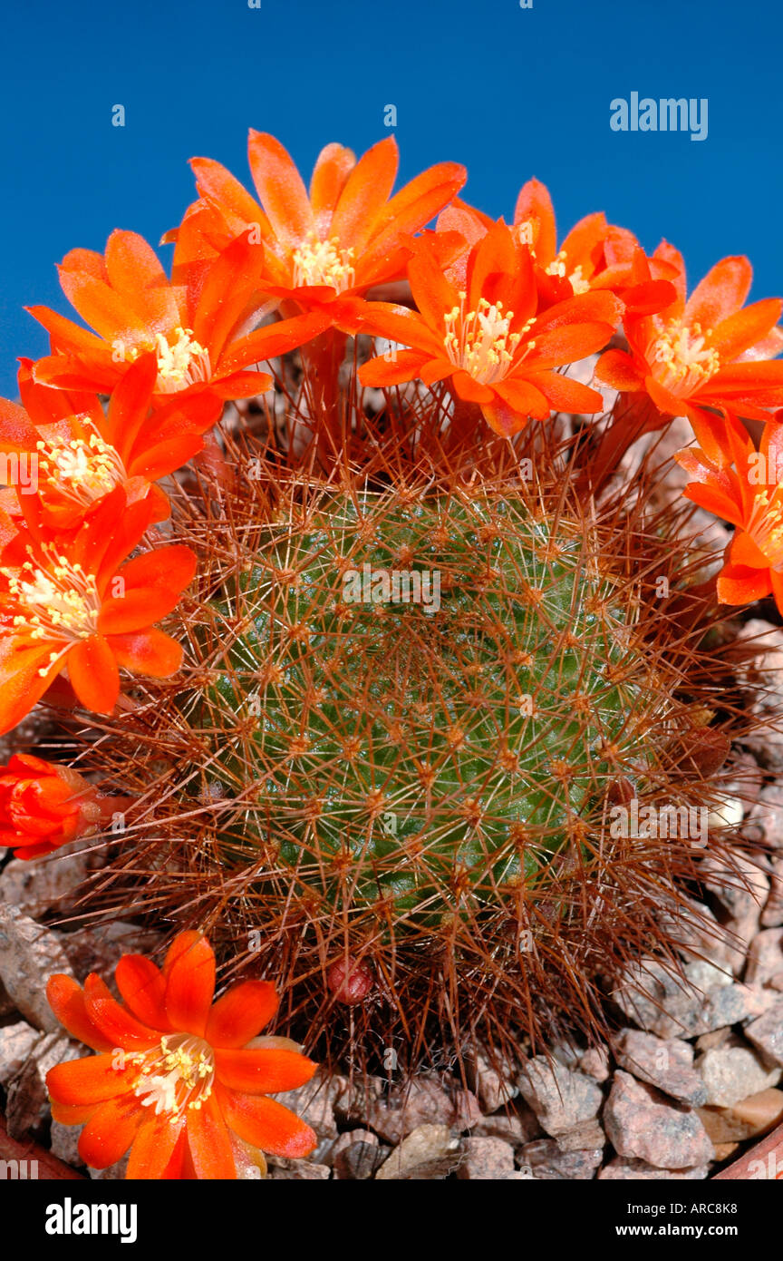 Rebutia donaldiana flowering cactus Stock Photo