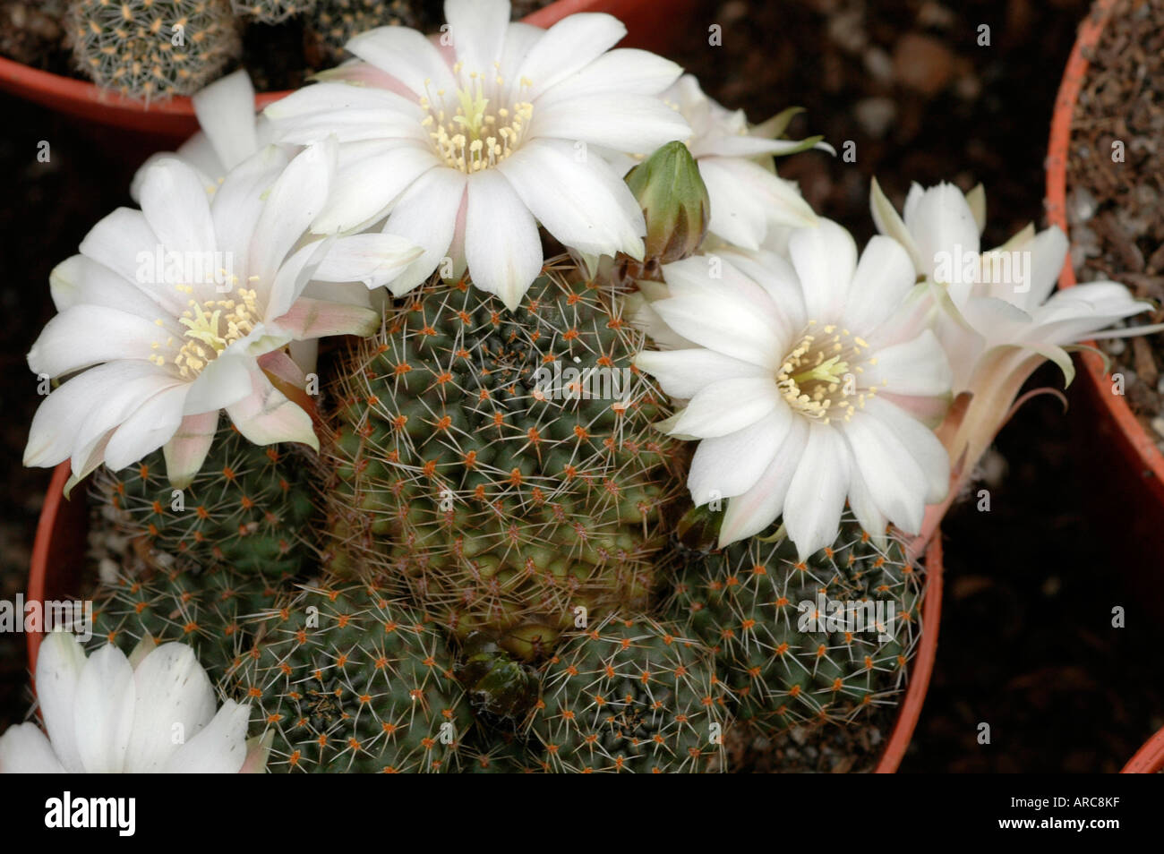 Rebutia leucanthema flowering cactus Stock Photo