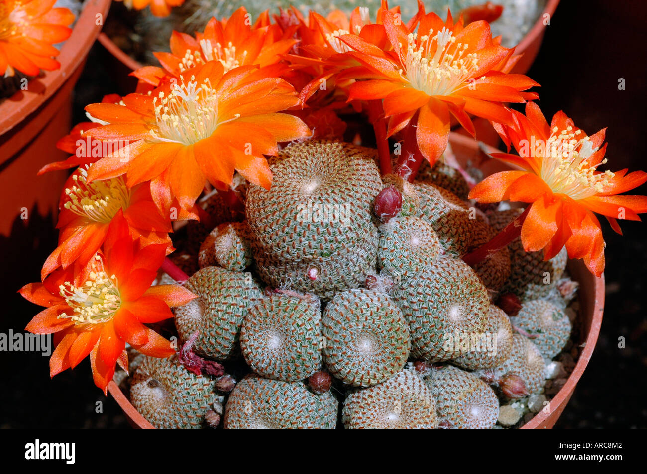 Rebutia heliosa flowering cactus Stock Photo