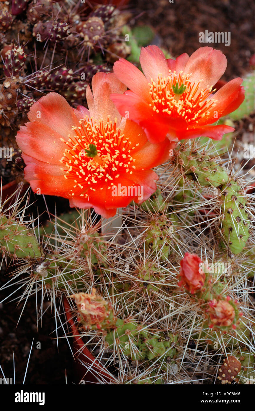 Tunilla erectoclada flowering cactus Stock Photo