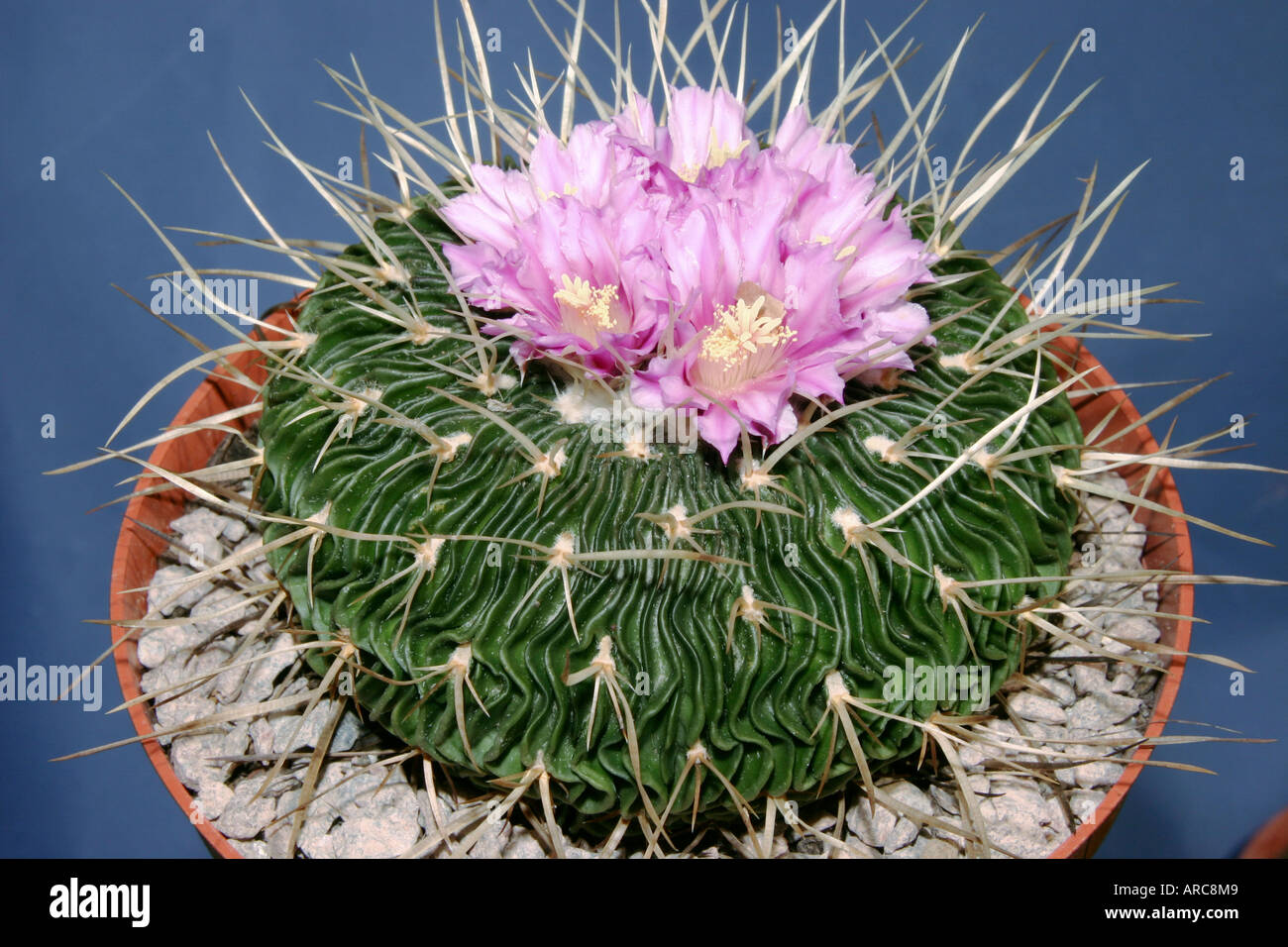 Stenocactus multicostatus flowering cactus Stock Photo