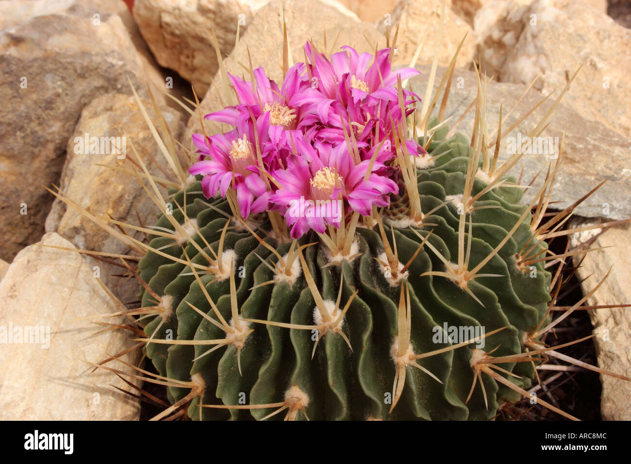 Stenocactus lamellosus flowering cactus Stock Photo
