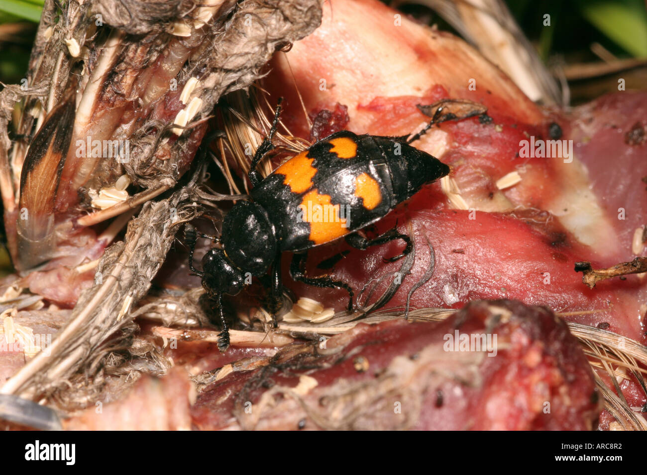 Flesh eating beetle hires stock photography and images Alamy