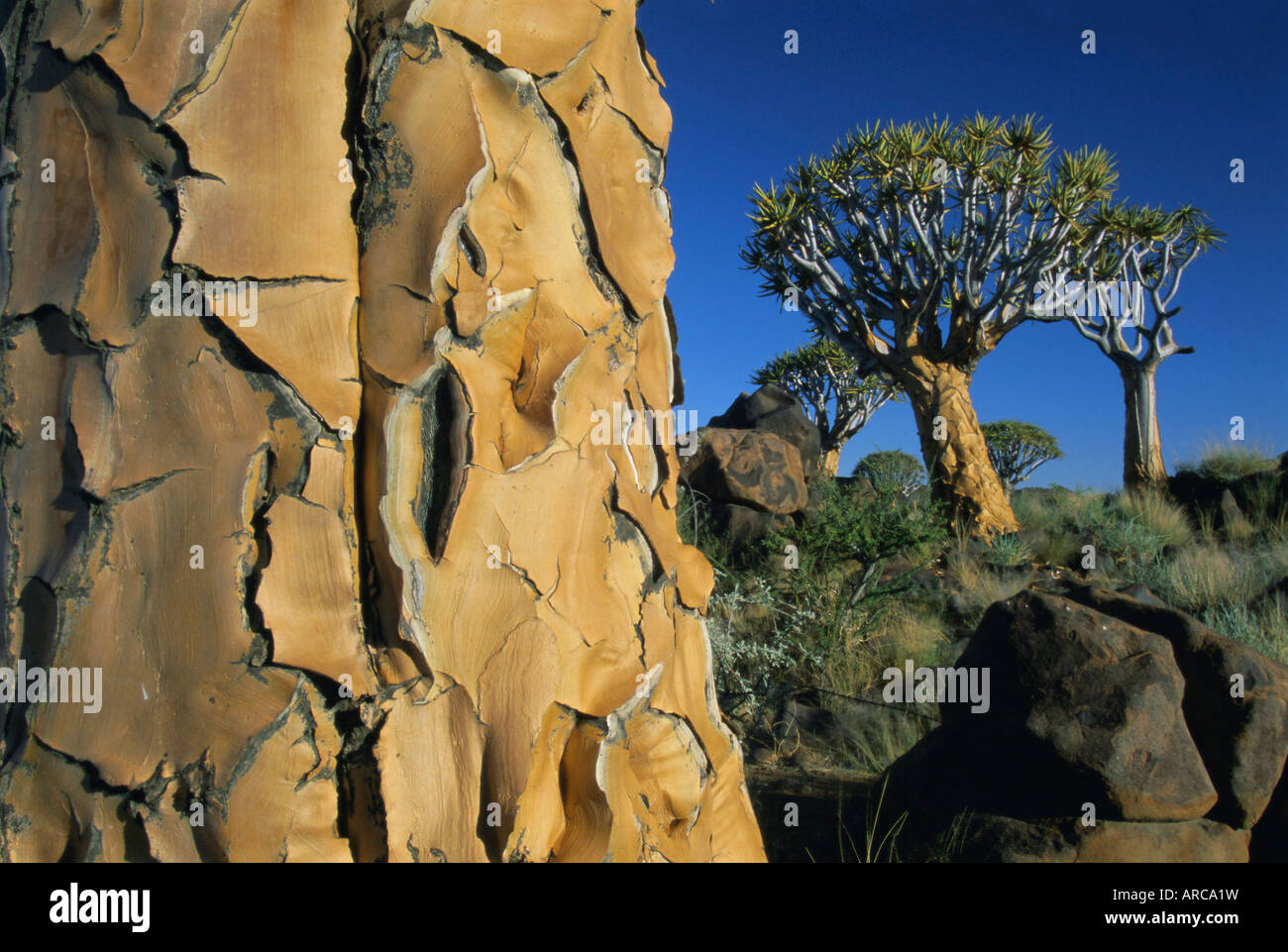 Quivertrees (kokerbooms) in the Quivertree Forest (Kokerboomwoud), near Keetmanshoop, Namibia, Africa Stock Photo