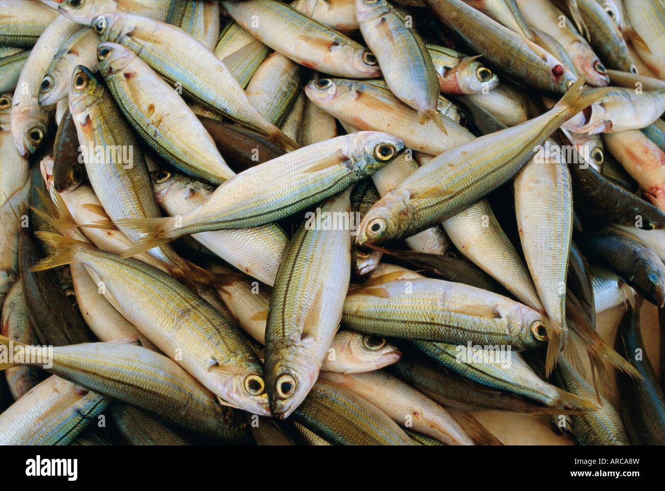 Close up of fish in market, Mykonos, Cyclades Islands, Greece, Europe Stock Photo