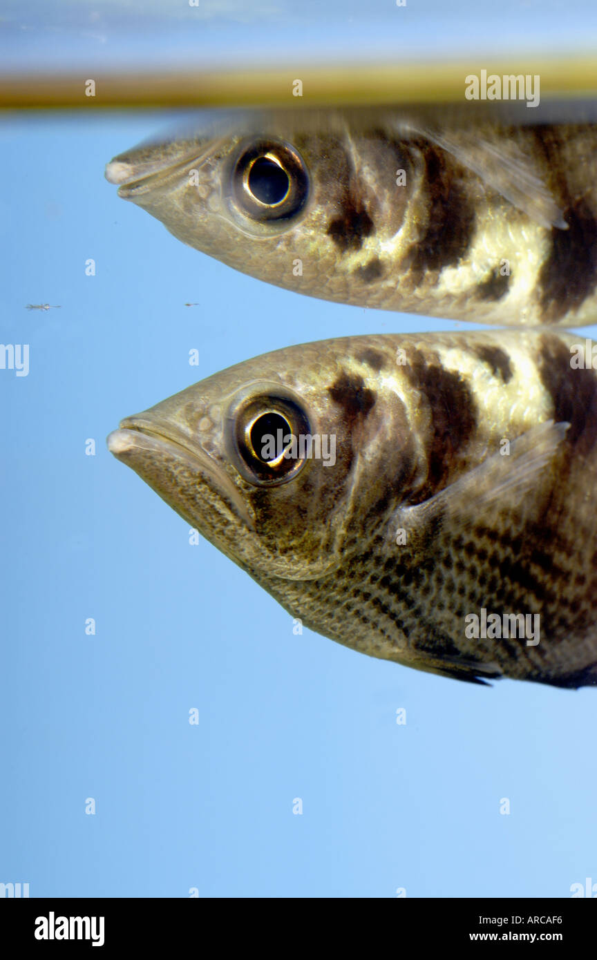 Banded Archerfish small freshwater fish that catches insects by squirting water at them and knocking them into the water Stock Photo