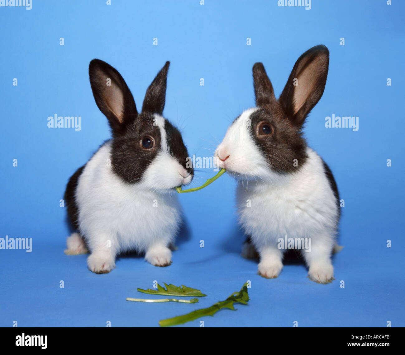 two 2 nice rabbits nibbling on a grass blade stalk humour joke fun ...