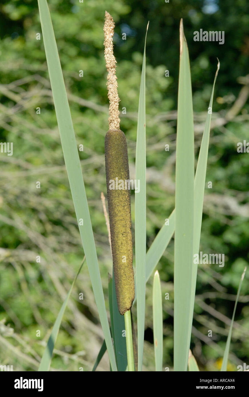 Flowering head of Bulrush or Reedmace Typha latifolia Stock Photo
