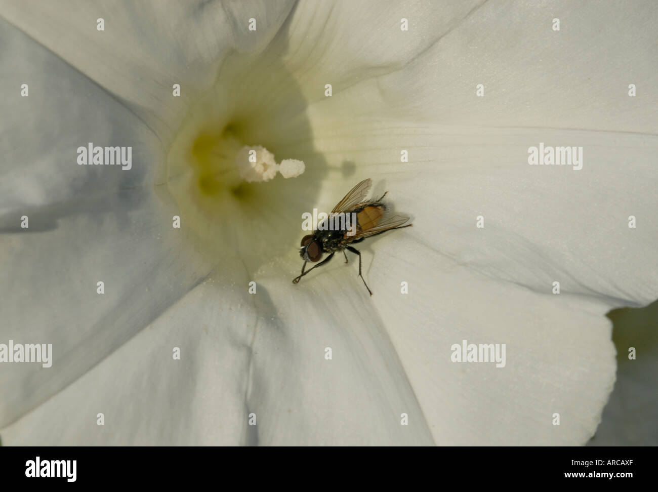 A fly warms itself in the early morning sun in the bell of a bindweed Catystegia sepium flower Stock Photo