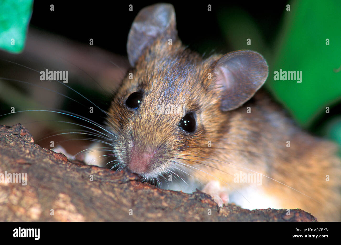 European yellow-necked mouse, Apodemus flavicollis, Gelbhalsmaus, Europe Stock Photo