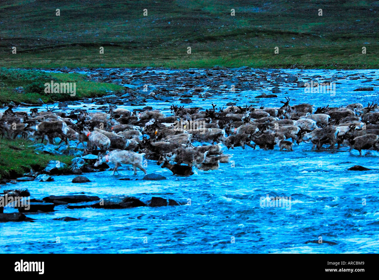 Rentiere durchqueren nachts nach dem Markieren der Kälber einen Fluß Stock Photo