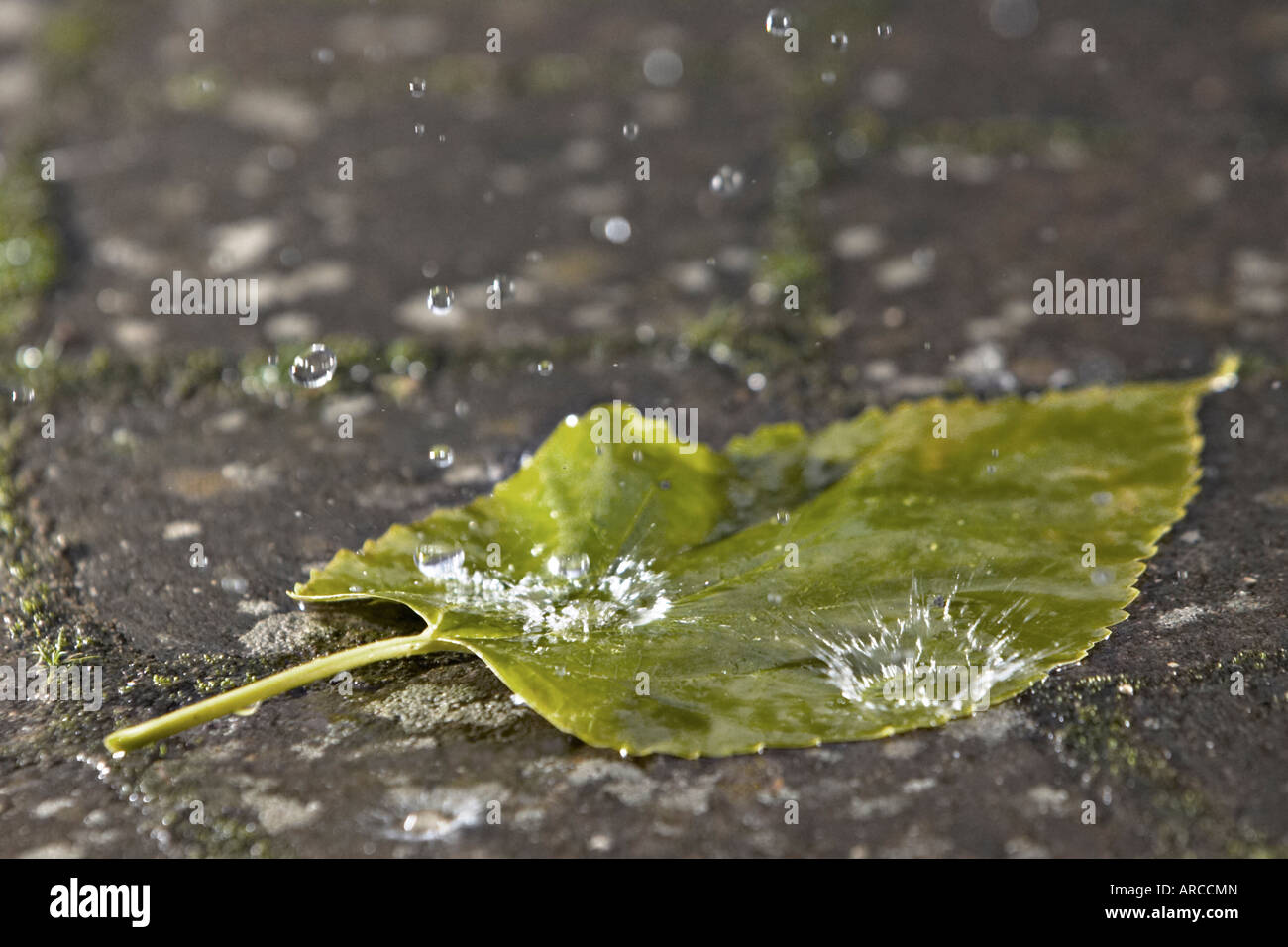 Raindrops splashing on a leaf Stock Photo