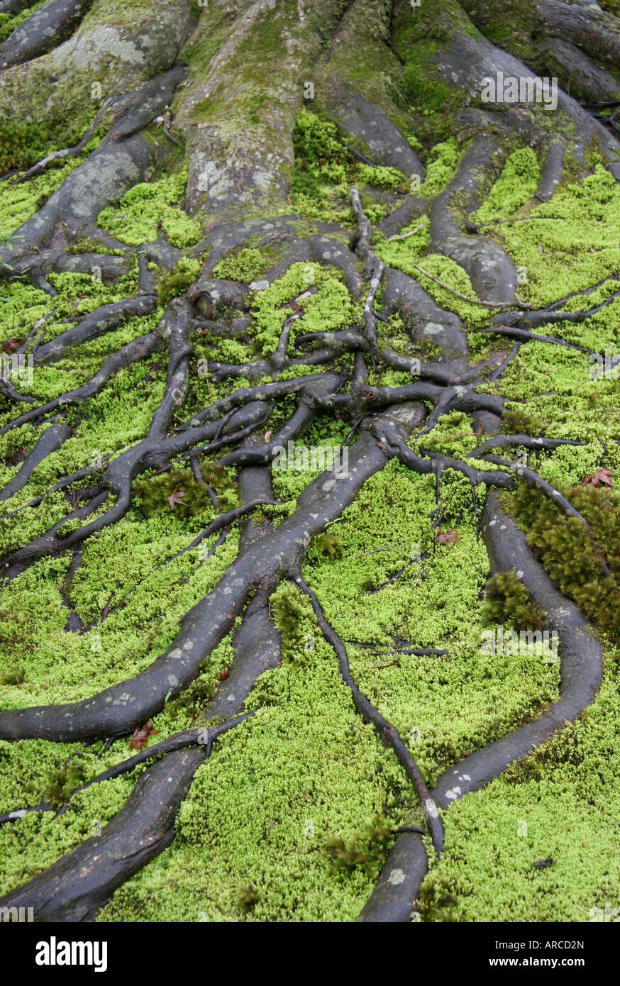 Ancient tree roots and moss in the Japanese Gardens at Ginkakuji