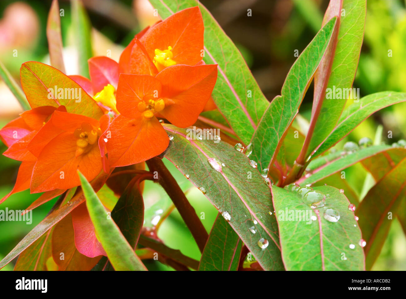 Euphorbia griffithii Dixter – Euphorbe à feuillage coloré et fleurs orange
