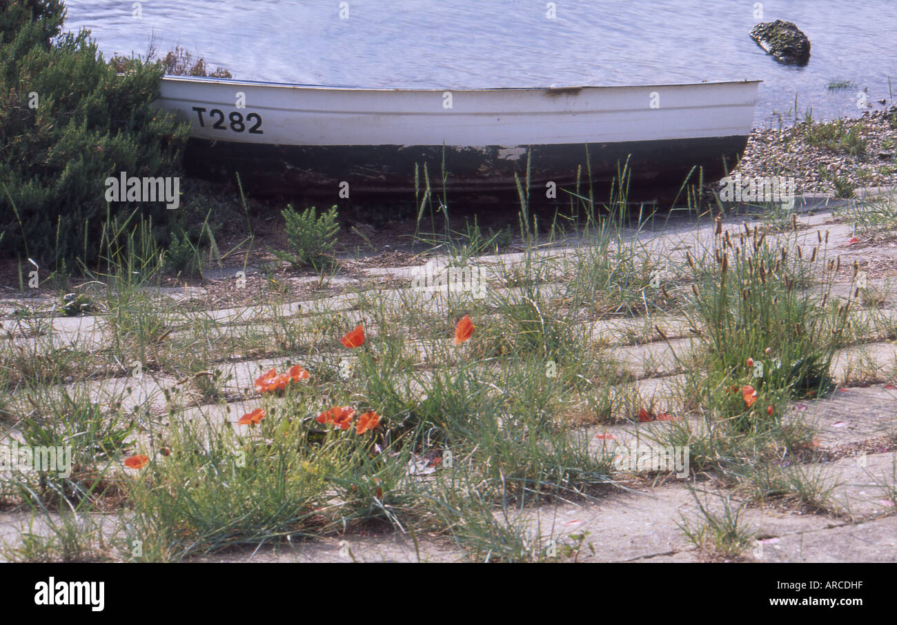 Poppies next to sea hi-res stock photography and images - Alamy