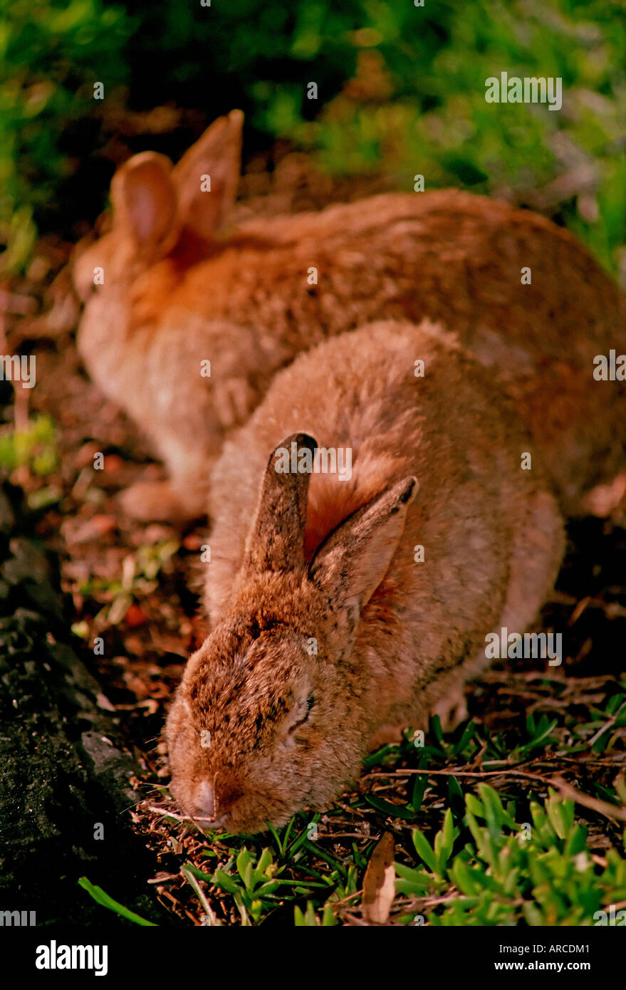 Two tame bunny rabbits eat grass on a lawn in California Stock Photo ...
