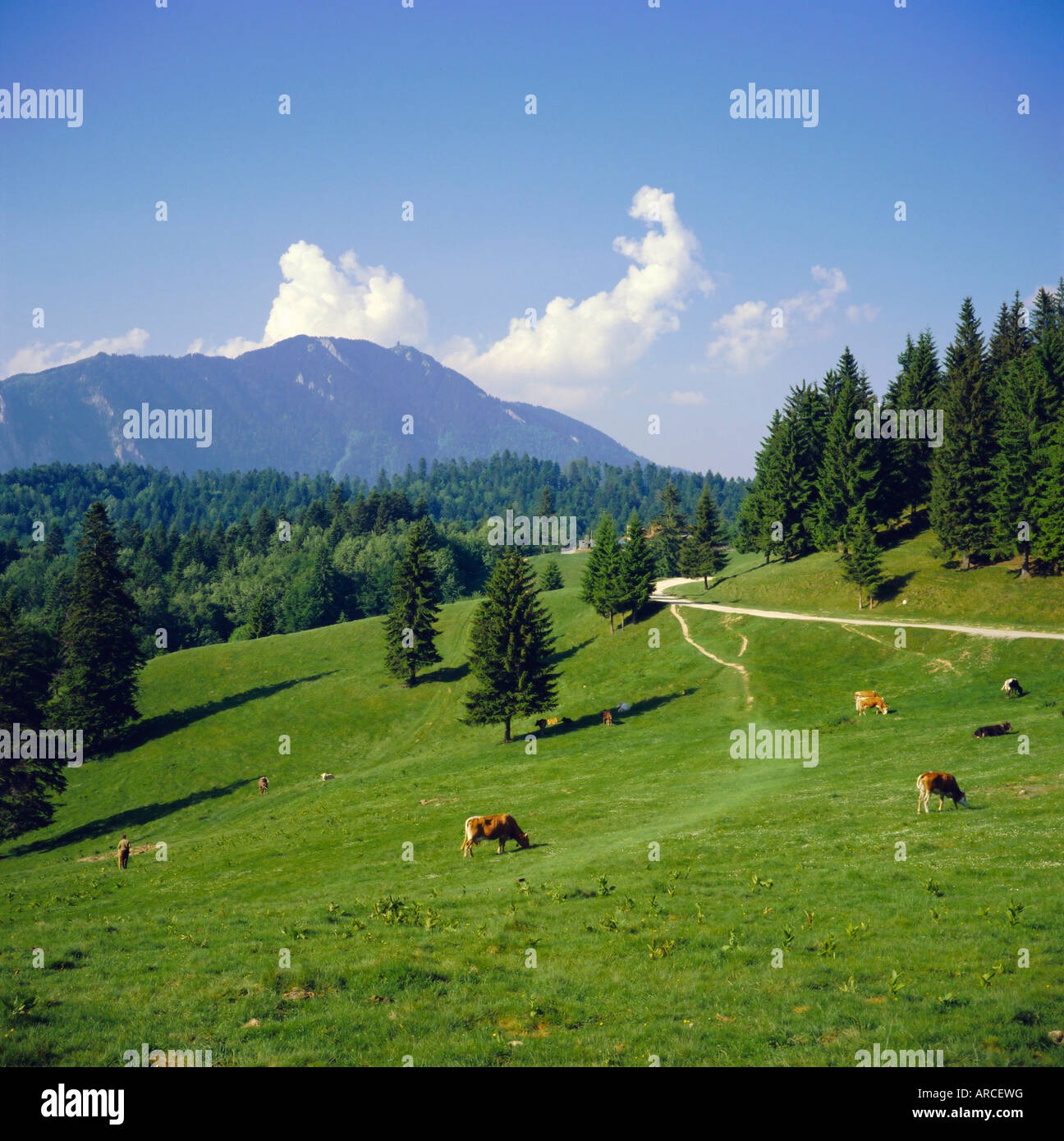 Apline pastures on the edge of the Bucegi Mountains, Carpathian Mountains, Transylvania, Romania Stock Photo