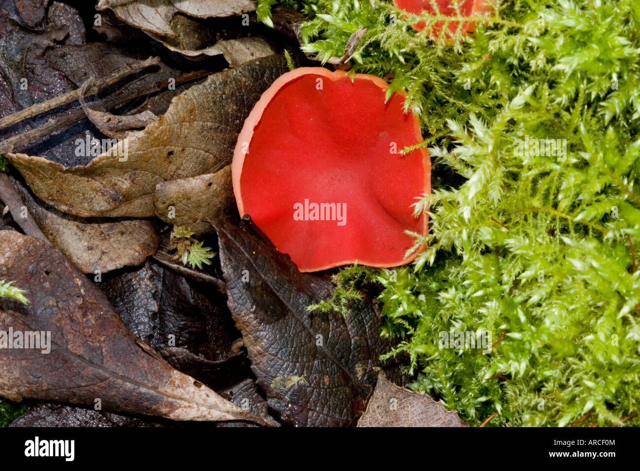 sarcoscypha coccinea scarlet cup on woodland floor Stock Photo