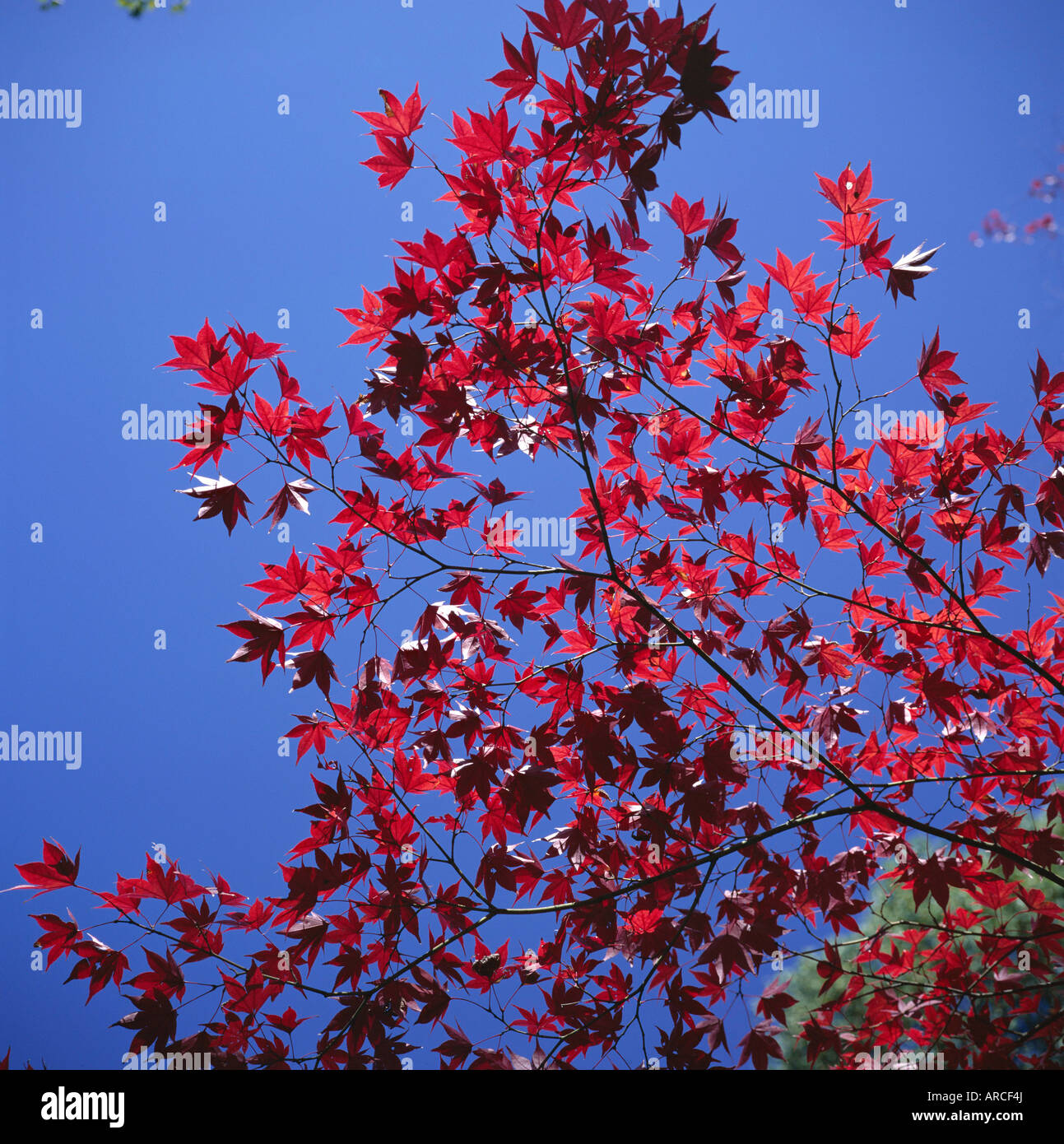 Autumn maple leaves against a blue sky, Kinkaku-ji 'Golden' Temple garden, Kyoto, Kansai, Japan, Asia Stock Photo