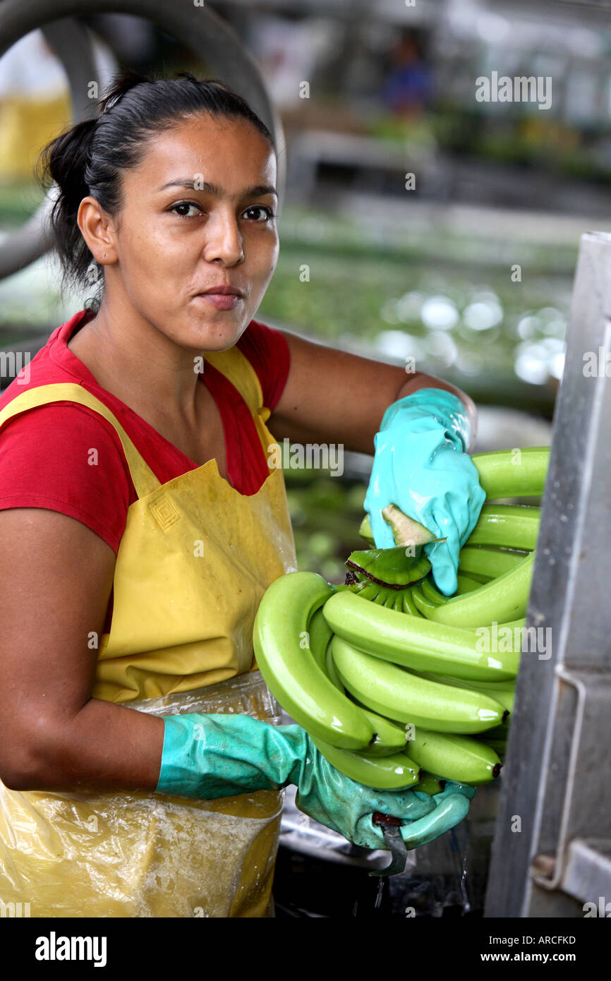 Local worker in banana plantation factory, Costa Rica, Central America Stock Photo Alamy