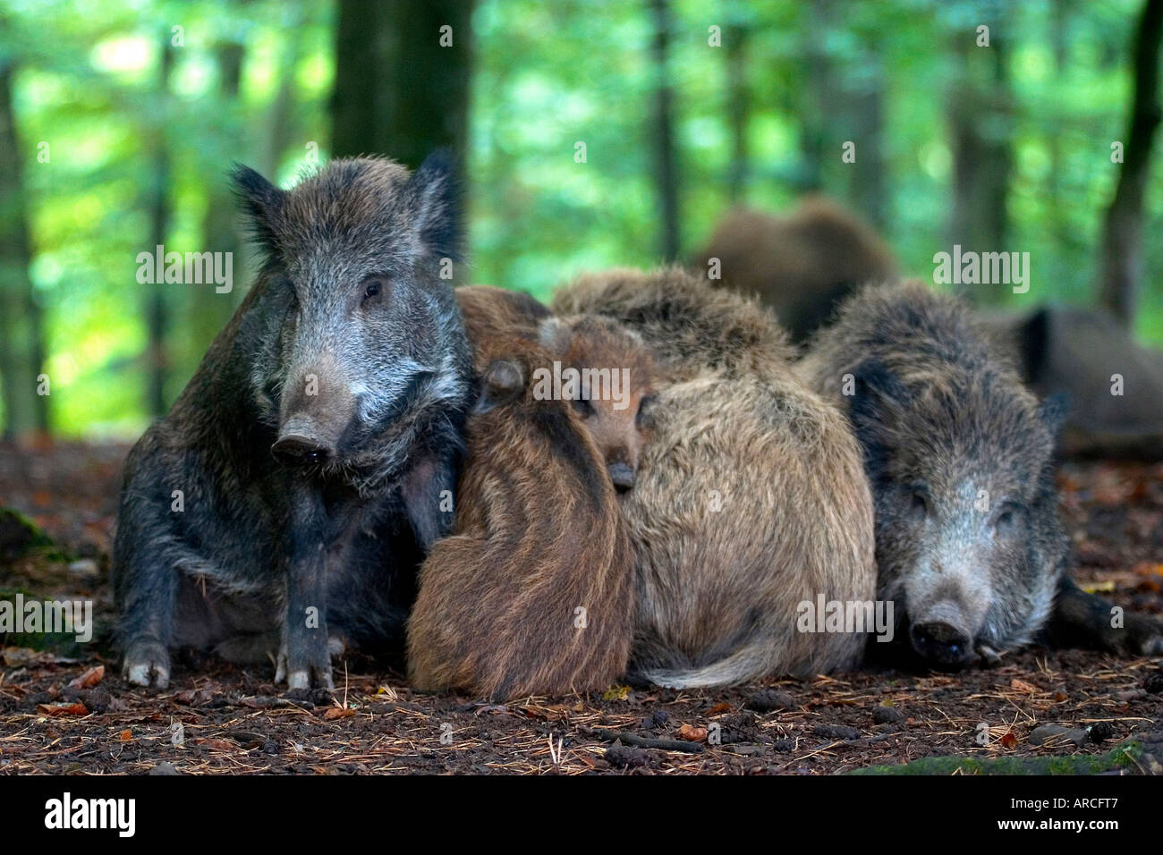 Wildschwein wild boar Sus scrofa Stock Photo