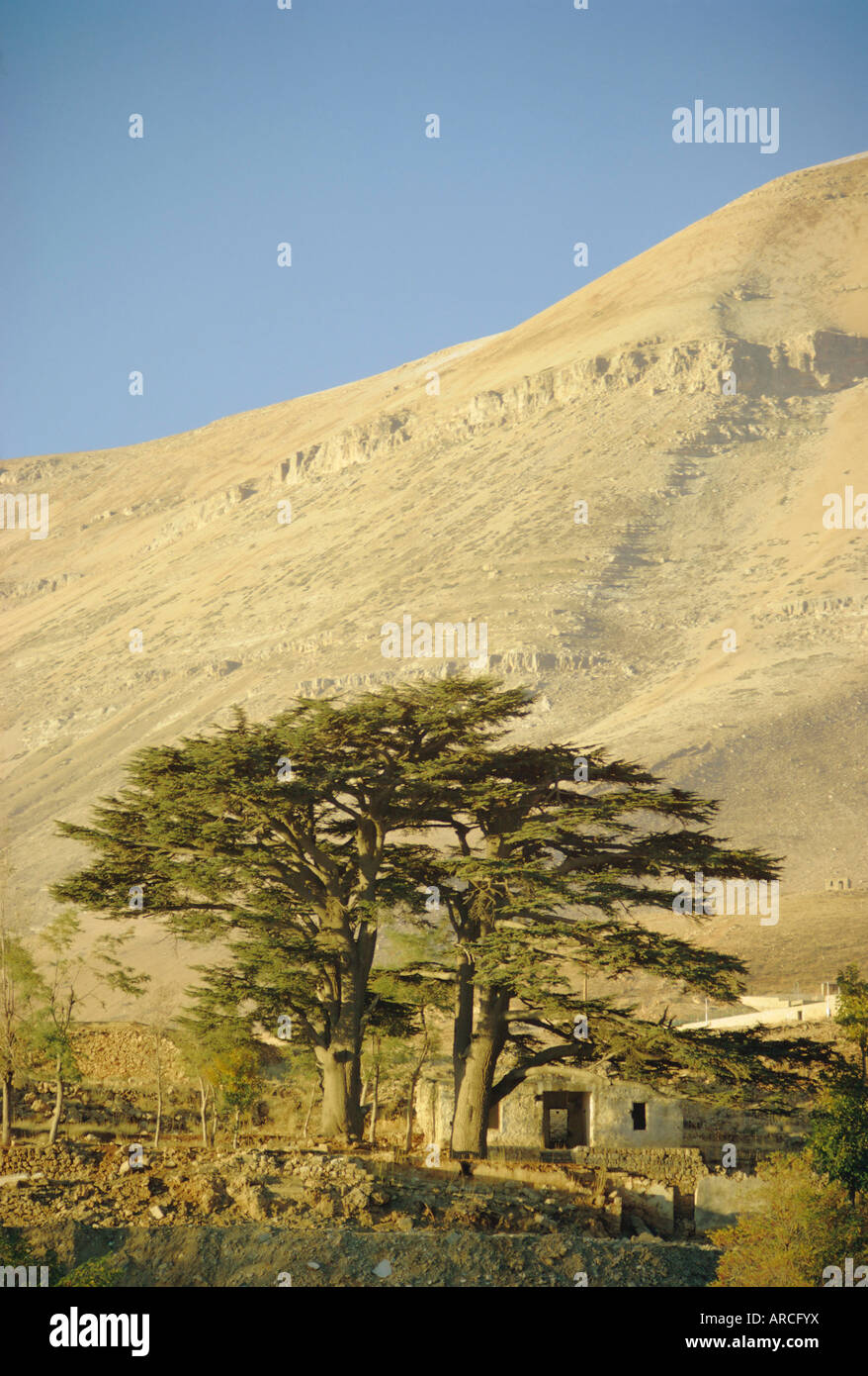 Cedars of Lebanon at the foot of Mount Djebel Makhmal near Bsharre, Lebanon, Middle East Stock Photo
