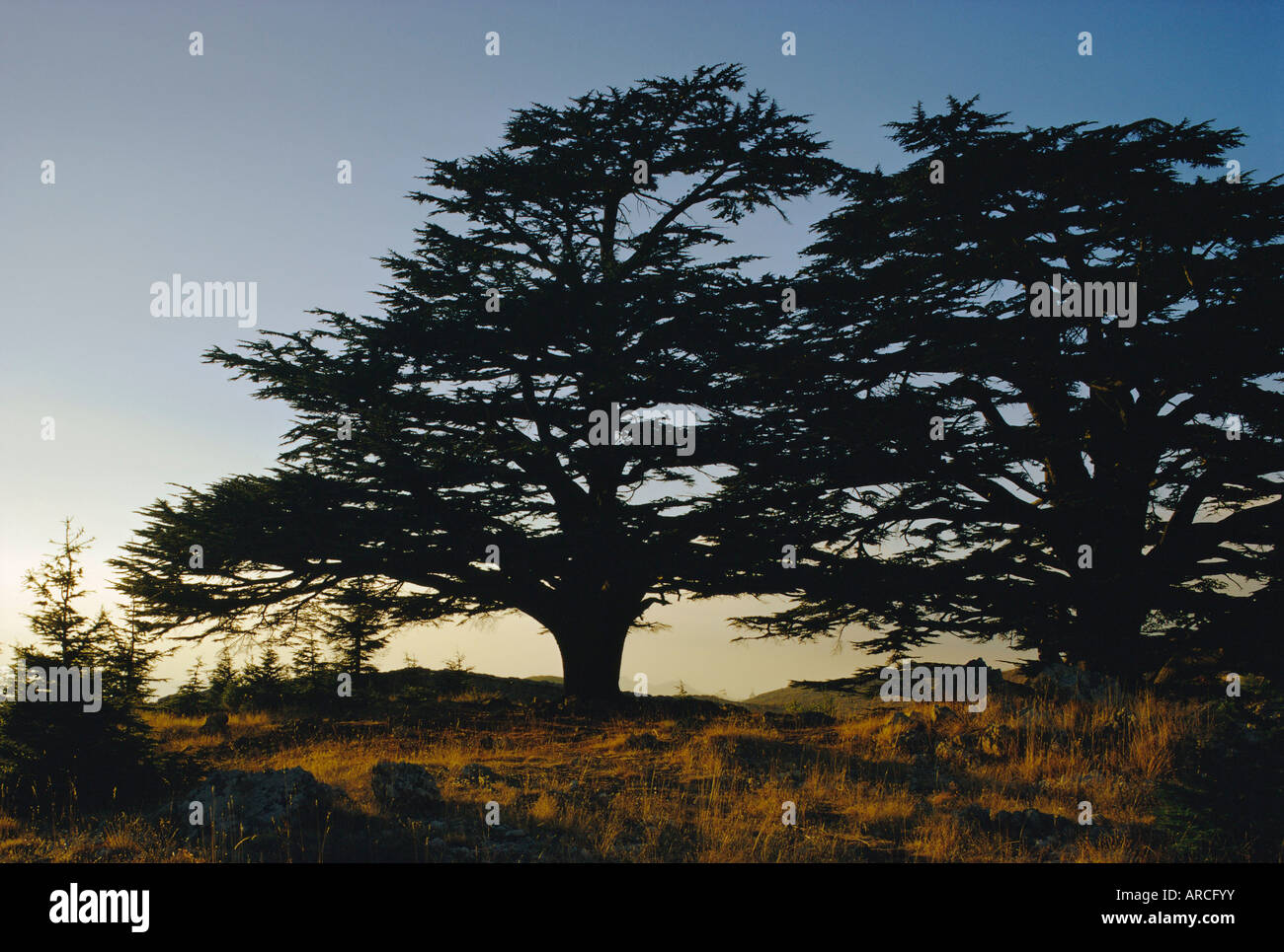 Cedars of Lebanon at the foot of Mount Djebel Makhmal near Bsharre, Lebanon, Middle East Stock Photo