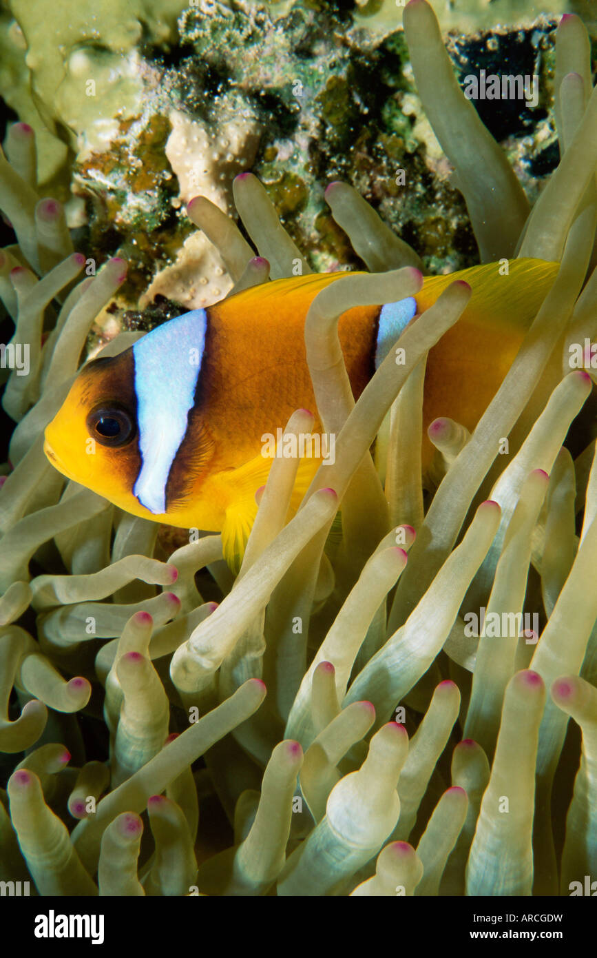 Close-up of clown fish and sea anemones, off Sharm el-Sheikh, Sinai, Red Sea, Egypt, North Africa, Africa Stock Photo