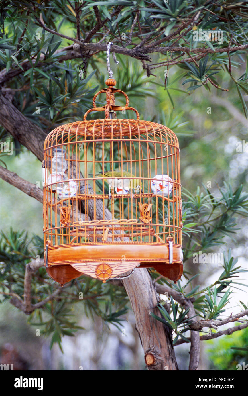 Caged Bird Yuen Po Street Bird Garden Mong Kok Kowloon Hong
