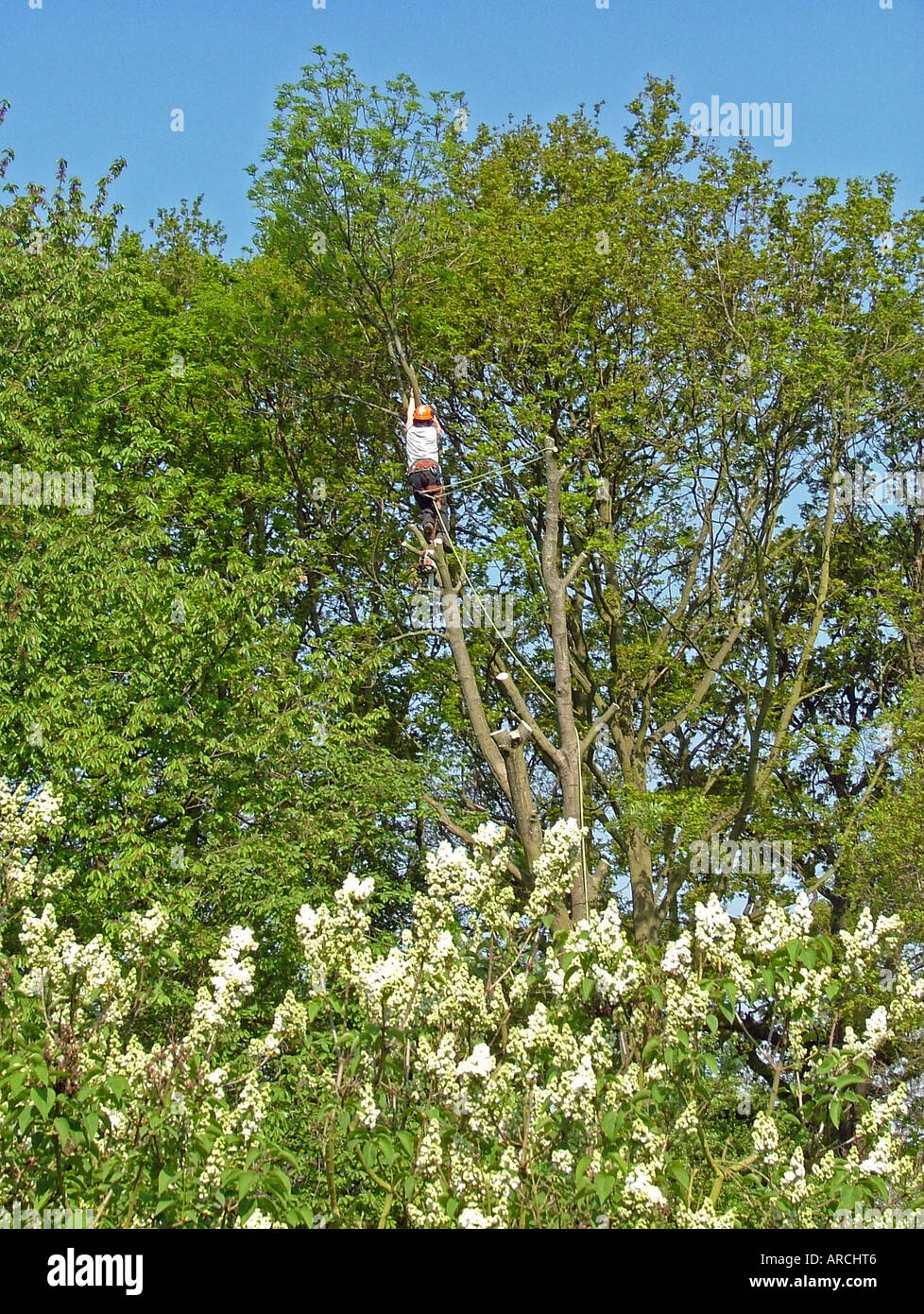 Tree surgeon at work, reducing/removing very tall trees Stock Photo
