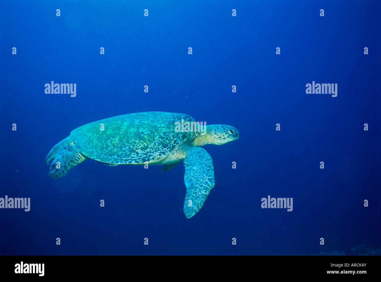 Green Turtle swimming, Chelonia mydas, underwater off Sabah, Malaysia, Asia Stock Photo