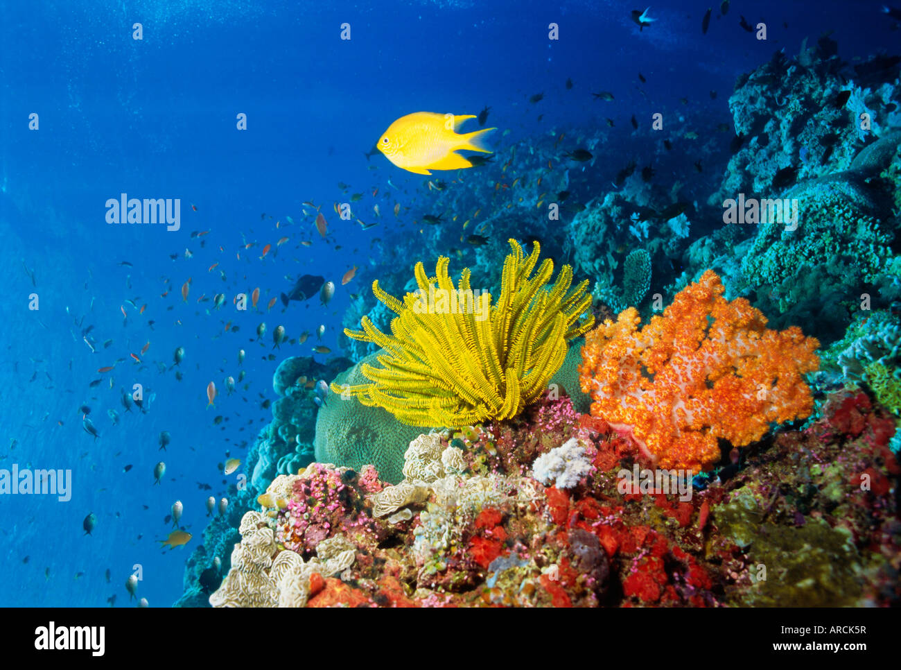 Colourful Crinoids and Solt Corals at Hanging Gardens, Sipadan Island, Sabah, Malaysia Stock Photo