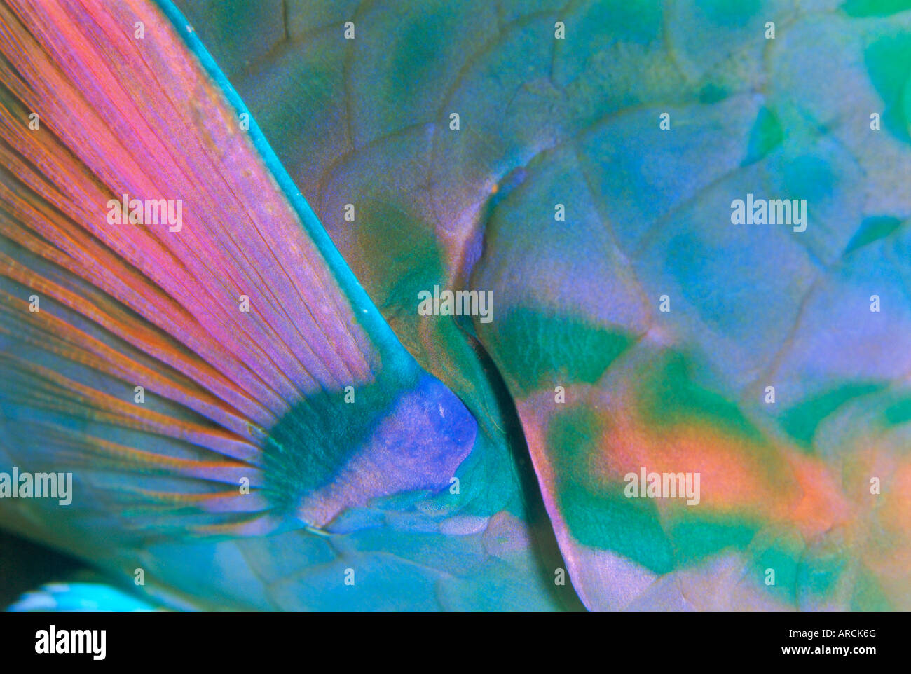 Close up detail of a Parrotfish fin, Scarus sp, Thailand Stock Photo